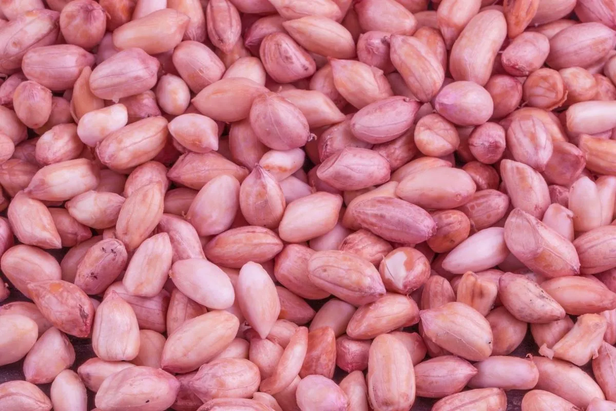 red skin peanut 1200