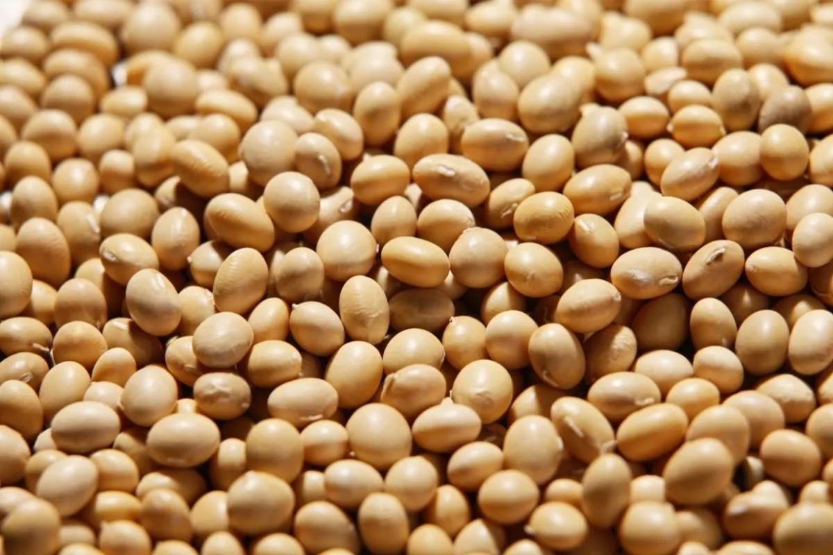 soy bean 1200