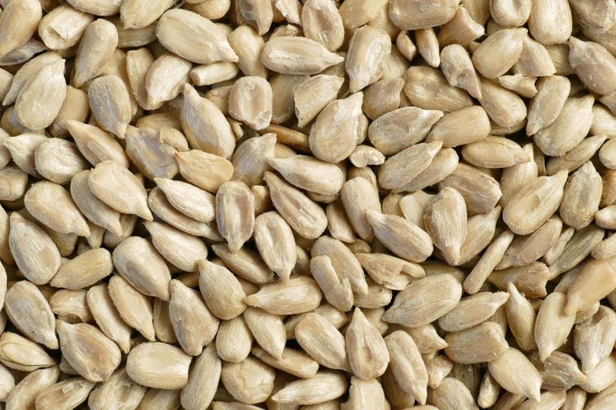 sunflower seeds 1200