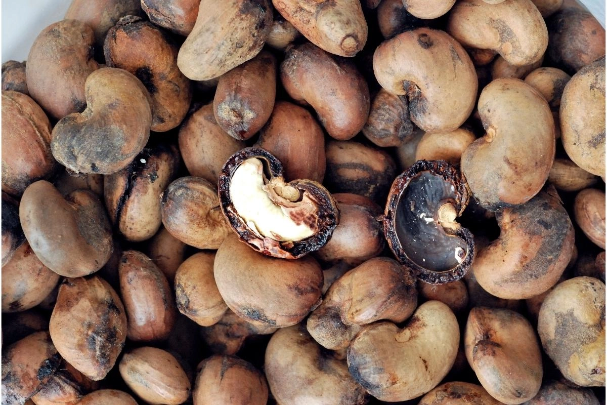 cashew with shell